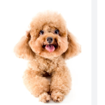 The poodle army