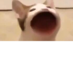 hiiiiiiiii~