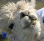 Electric Alpaca