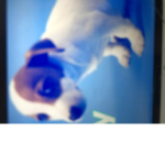 Roblox dog’s