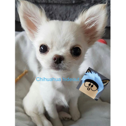 CHIHUAHUA HIDEOUT