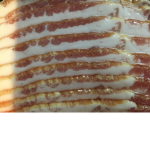 It’s the bacon squad
