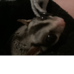 Kittykatsrule