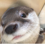 iistrxwbxrries