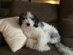 Animal_Co