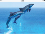 The Great Dolphin Team