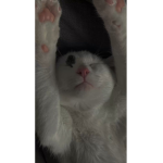 |:| Feline'Wings |:|