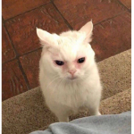 Cat gang pro