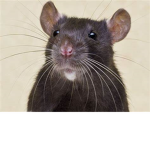 Rats Move As One