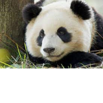 :) Pandy’s group