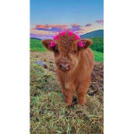 COW CULB