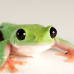 froggiefroge