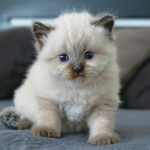Fan club of cute animals
