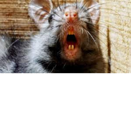 RATS ARMY Hangout