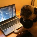 THE ONE AND ONLY GamingPug Game
