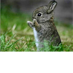 Cute bunnys