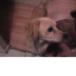 amigos perrones