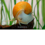 Snails are cool!!