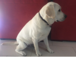My dog be like