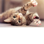 cats are super cute