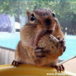 SQUIRREL_SHOP