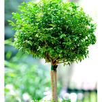 My little trees