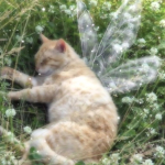 kittentsy