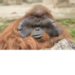 ### #######MONKE