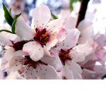 Siiimply Blossoms