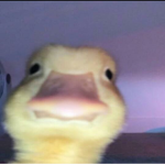 Pandiitoz Kawaiiz
