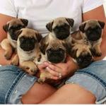 PUG PUG PUG PUG PUG PUG