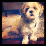 My dog chubi
