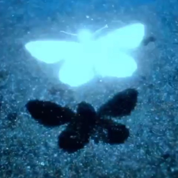 ✿