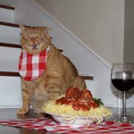 Pastacat48 fanclub