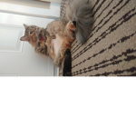 Cat kitty cat kitty cat cat