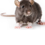 Slay team rat