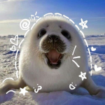 silly seals!!