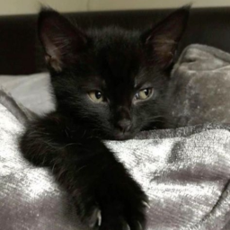 ˚🐈‍⬛🐾♡