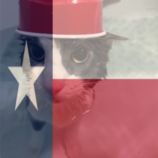 soggy cat battlegrounds but its in texas