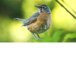 BirdLawz Fundings