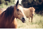 we love horse!