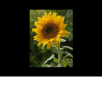 The sunflower fan club
