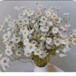 ・~The Daisys~・
