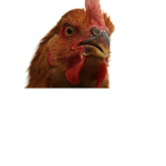 ChickenBokV2's Coop
