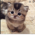 Kitty cats land
