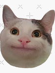~Cat Studios~.