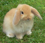 Bunnies are soo cute