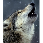 The Wolves Comunity