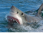 Underwater predators