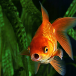 Fishy Clan (Animals)